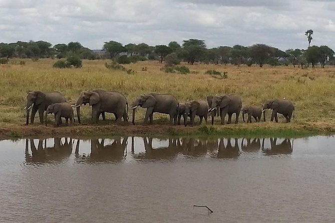 A Day Trip To Selous Fly From Zanzibar - A one-hour bush picnic at midday