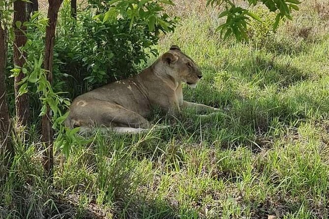 A Day Trip To Selous Fly From Zanzibar - The main drawbacks to consider