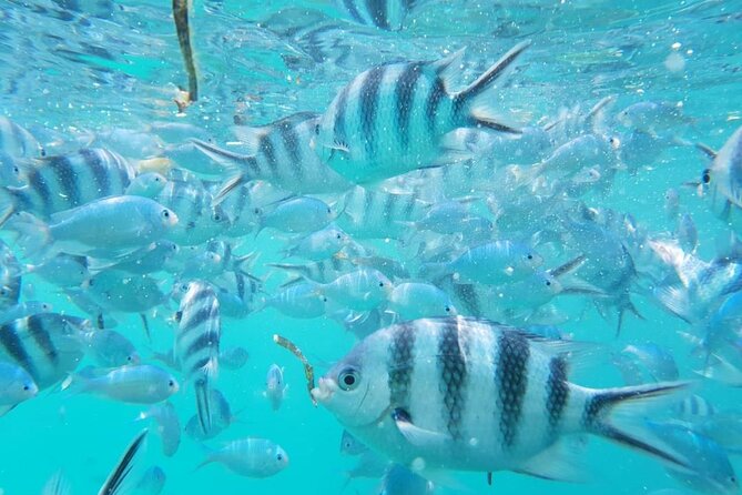 A Full Day Safari Blue Tour And Blue Lagoon - Kwale Island, four hours of food and local life