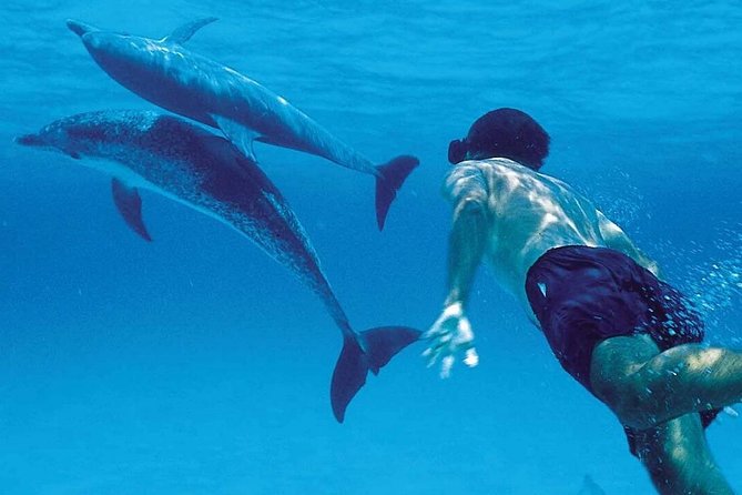 A Half Day Private Dolphins And Snorkeling Tour To Mnemba Island - Key points before you book