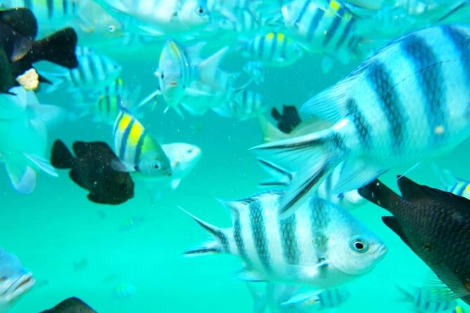A Half Day Private Dolphins And Snorkeling Tour To Mnemba Island - Is $83 good value?