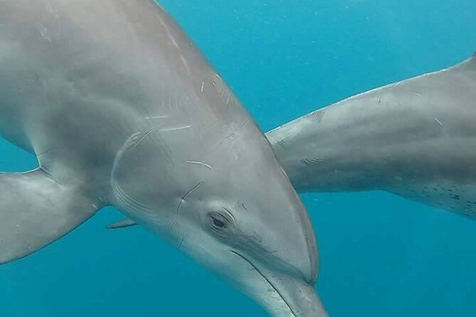 A Half Day Private Dolphins And Snorkeling Tour To Mnemba Island - Dolphin watching in the Indian Ocean