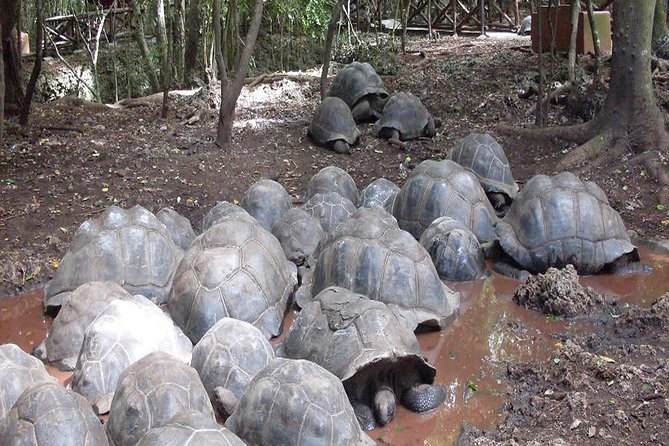 A Half Day Private Prison Island Tour - Peacocks, Antelopes, and the Island’s Other Wildlife