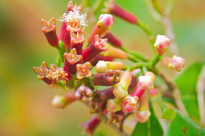 A Private Full Day Tour To Stone Town & Spice Farm - Guides who add value to the day