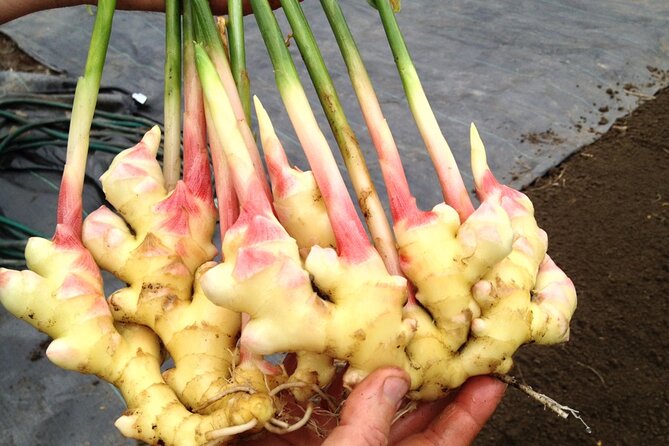 A Private Full Day Tour To Stone Town & Spice Farm - Who should choose this private Zanzibar tour