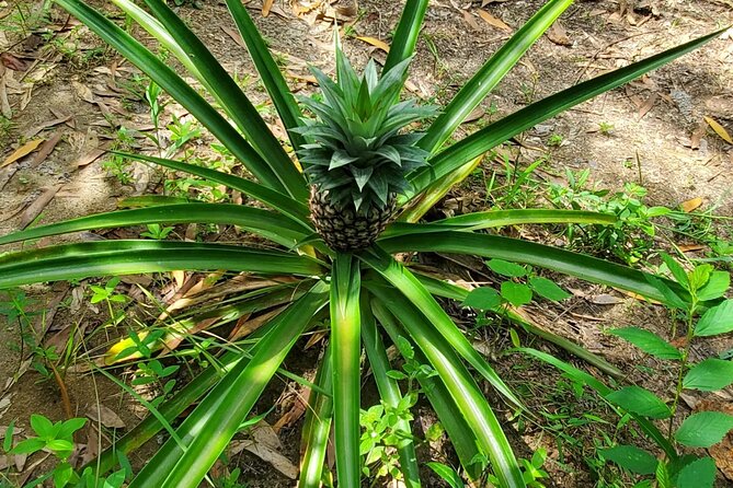 A private half day spice farm with a cooking lesson - Why Zanzibar is called the Spice Island