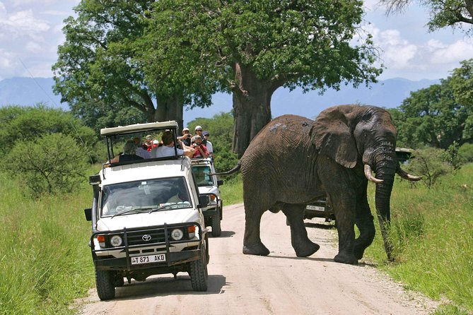 A Visit to The Giants in Tarangire NP. - Key things to know before booking