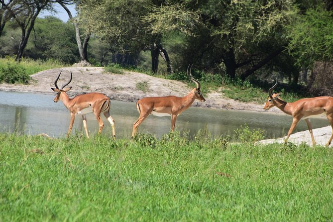 A Visit to The Giants in Tarangire NP. - Why Tarangire feels different from other safari parks