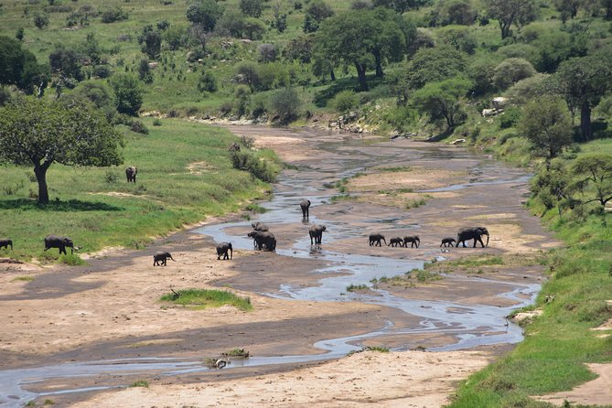 A Visit to The Giants in Tarangire NP. - Elephants beneath the baobabs