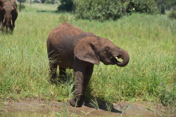A Visit to The Giants in Tarangire NP. - Other wildlife and the possibility of predators