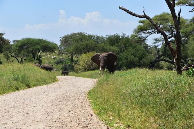A Visit to The Giants in Tarangire NP. - Picnic lunch in the park