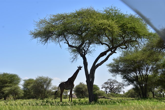 A Visit to The Giants in Tarangire NP. - What the $365 price really covers