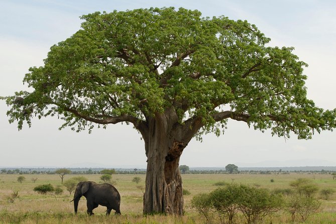 A Visit to The Giants in Tarangire NP. - A 7:00 am start from Arusha