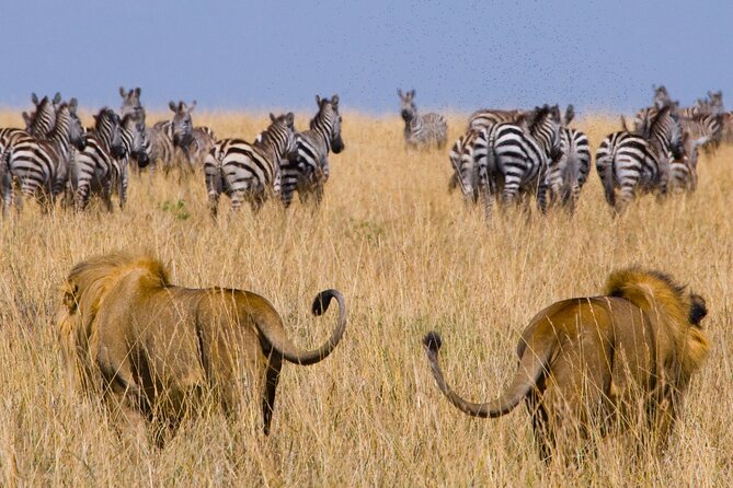 Affordable 3-Day Safari to Serengeti & Ngorongoro Crater - Day two: morning wildlife and the climb to Ngorongoro