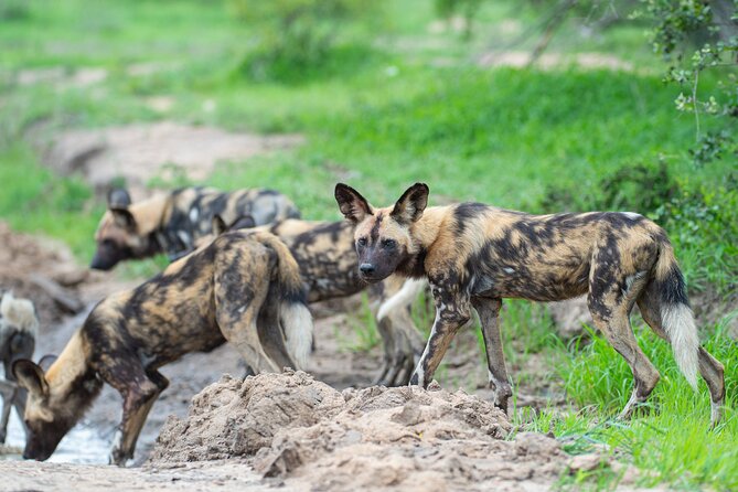 Affordable 3-Day Safari to Serengeti & Ngorongoro Crater - Who will enjoy this safari most
