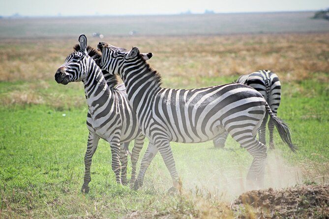 Affordable 4 Days Tanzania Private Mid-range Lodge Safari Tour - Day 3: Leaving the Serengeti for the crater rim