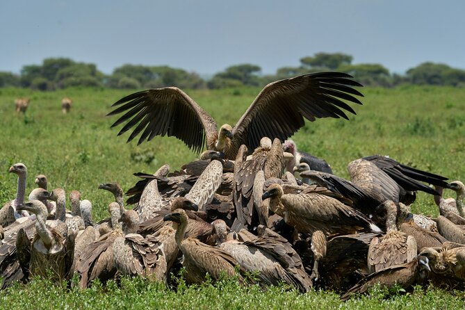 Affordable 4 Days Tanzania Private Mid-range Lodge Safari Tour - What the $1,781 price includes