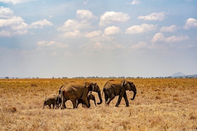 Affordable 4 Days Tanzania Private Mid-range Lodge Safari Tour - Private touring, guide support, and practical comfort