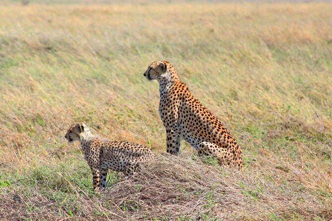 Affordable 4 Days Tanzania Private Mid-range Lodge Safari Tour - The non-refundable booking deserves attention