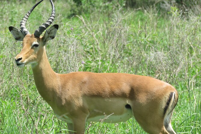 Affordable 5 days Tanzania budget camping safari (group joining) - Day 3: Sunrise wildlife, then the Ngorongoro highlands