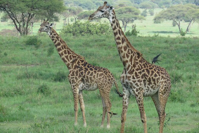 Affordable 5 days Tanzania budget camping safari (group joining) - How the group format affects your safari