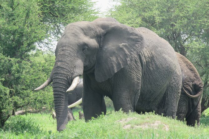 Affordable 5 days Tanzania budget camping safari (group joining) - Food, water, transport, and camping comfort