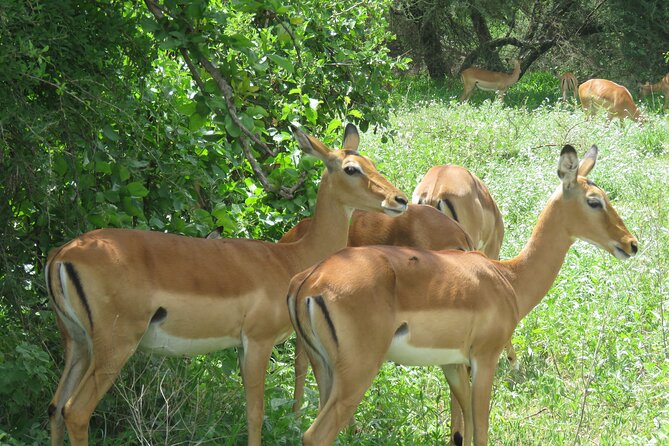 Affordable 5 days Tanzania budget camping safari (group joining) - Day 2: Reaching the Serengeti by afternoon