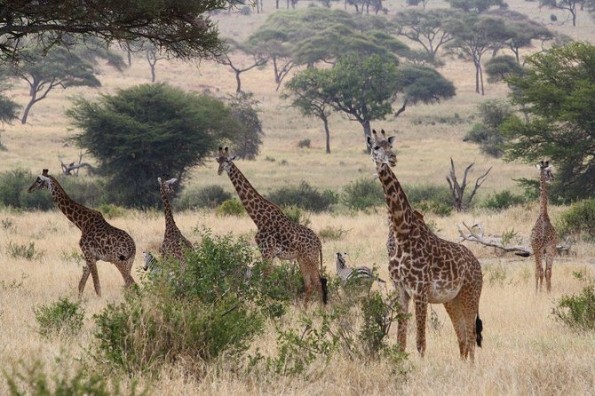 Affordable Short Tanzania Safari (2 Days Camping Safari) - Day one: Tarangire’s elephants, baobabs, and open savannah