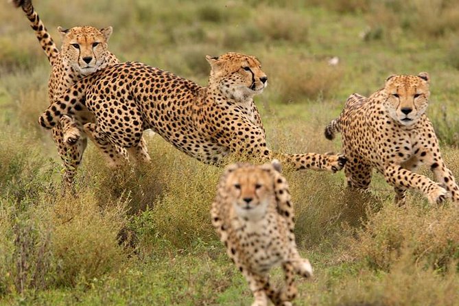 Amazing 4 Days Safari 3 Nights: Tarangire, Ngorongoro, Serengeti - Serengeti: the main event on the open plains