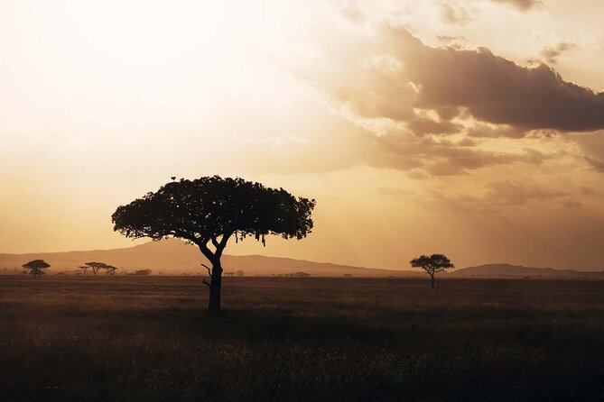 Amazing 4 Days Safari 3 Nights: Tarangire, Ngorongoro, Serengeti - Tarangire: elephants beneath the acacia trees