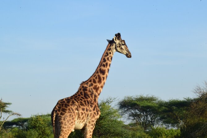 Amazing 4 Days Tanzania Budget Camping Group Joining Safari - Day three: A full Serengeti search before Ngorongoro