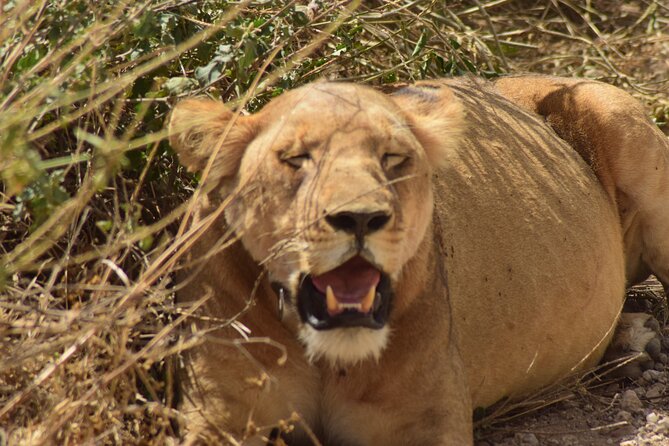 Amazing 4 Days Tanzania Budget Camping Group Joining Safari - Who should book this safari?