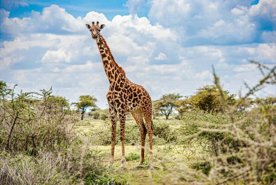 Arusha: 2 Day Tarangire & Ngorongoro Crater Big Five Safari - Tarangire National Park: baobabs, elephants, and open views
