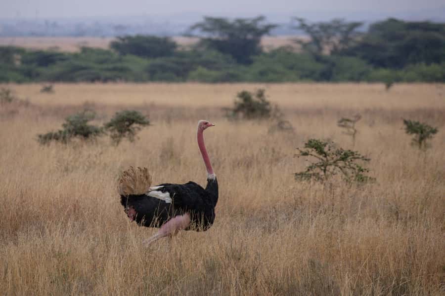Arusha: 2 Day Tarangire & Ngorongoro Crater Big Five Safari - Lunch, curio shops, and the return to Arusha