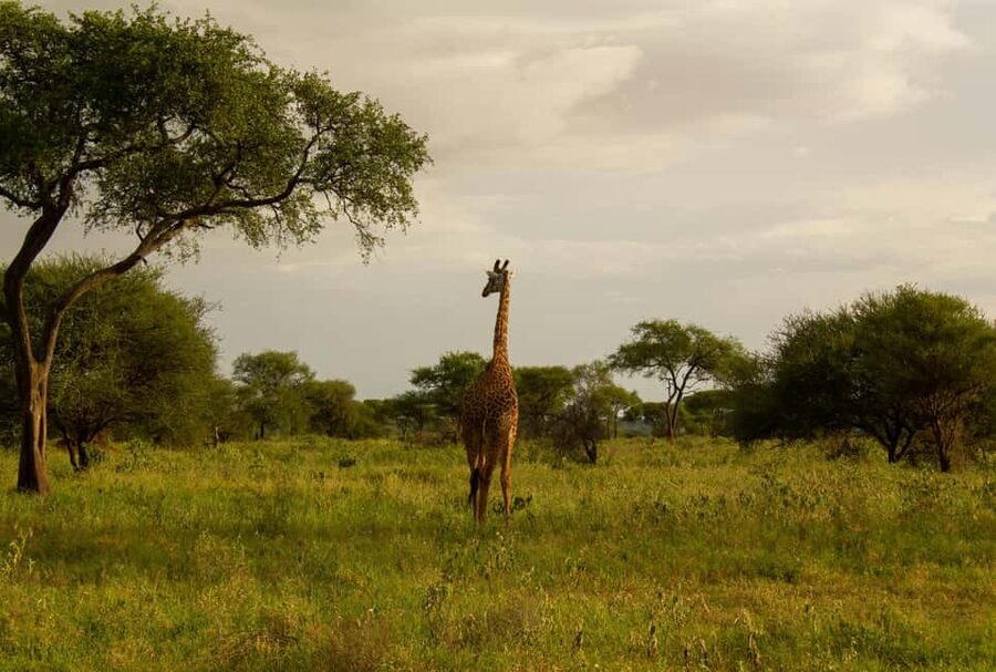 Arusha: 2 Day Tarangire & Ngorongoro Crater Big Five Safari - Packing for cold mornings and a 10-kilogram limit