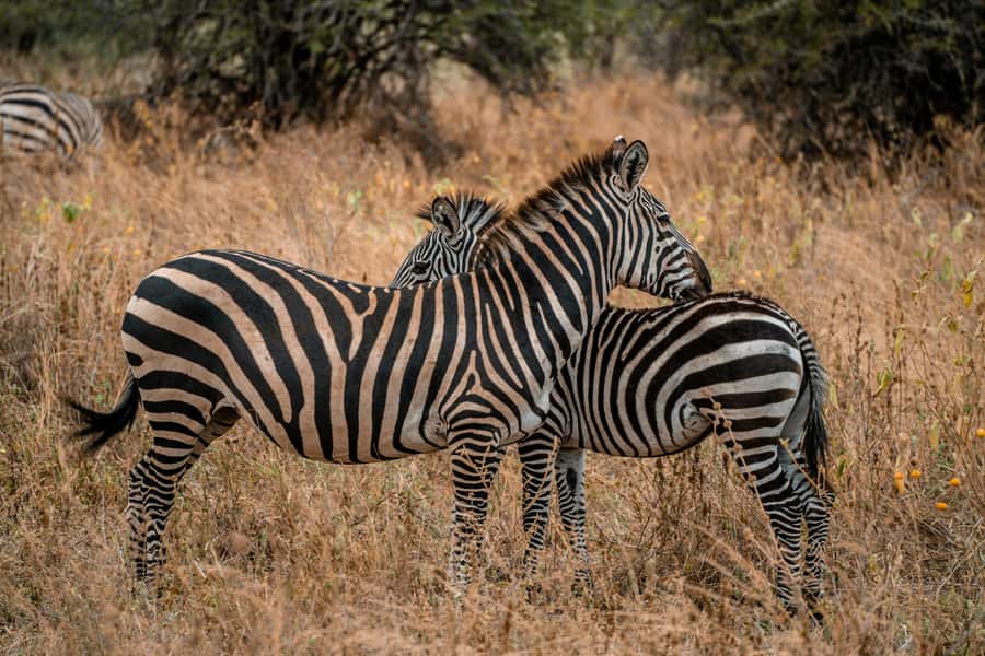 Arusha: 2 Day Tarangire & Ngorongoro Crater Big Five Safari - Who should choose this safari?