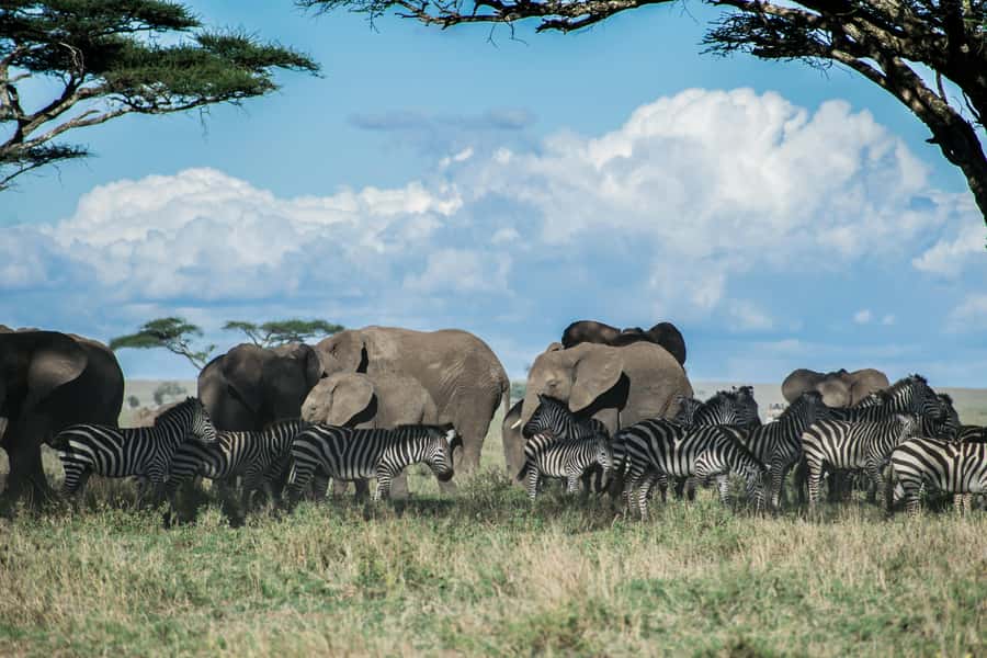 Arusha: 2 Day Tarangire & Ngorongoro Crater Big Five Safari - Leaving Arusha at 8:00 a.m.