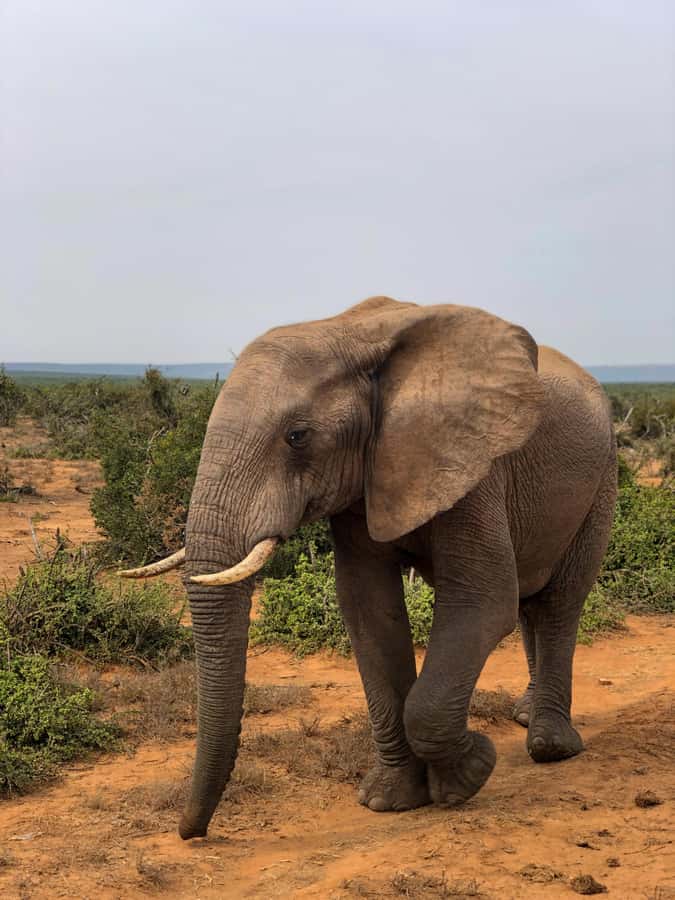 Arusha: 3-Day Serengeti & Ngorongoro Crater Big Five Safari - Key points at a glance