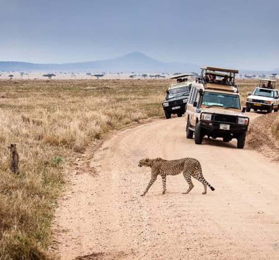 Arusha: 3-Day Serengeti & Ngorongoro Crater Big Five Safari - What $900 buys you on this three-day safari