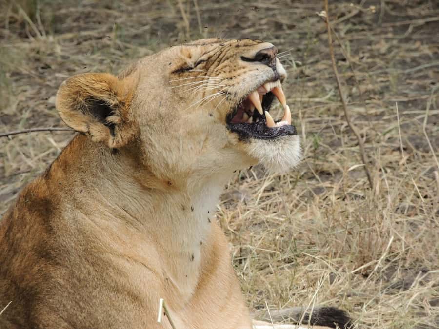 Arusha: 3-Day Serengeti & Ngorongoro Crater Big Five Safari - Day 3: The 600-meter descent into Ngorongoro Crater