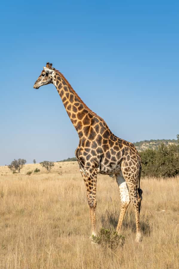 Arusha: 3-Day Serengeti & Ngorongoro Crater Big Five Safari - The Big Five, with realistic expectations