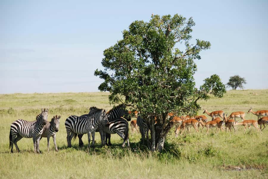 Arusha: 3-Day Serengeti & Ngorongoro Crater Big Five Safari - Guides, meals, and the human side of the trip