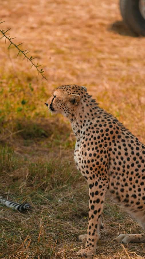 Arusha: 3-Day Serengeti & Ngorongoro Crater Big Five Safari - Lodge comfort or public campsite adventure?