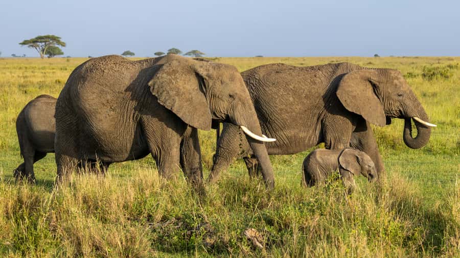 Arusha: 3-Day Serengeti & Ngorongoro Crater Big Five Safari - Who should book this safari?