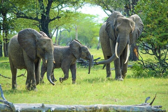 Arusha: 5 days Safari Trip Tarangire, Lake Manyara and Ngorongoro - Day 5: Returning from Karatu to Arusha