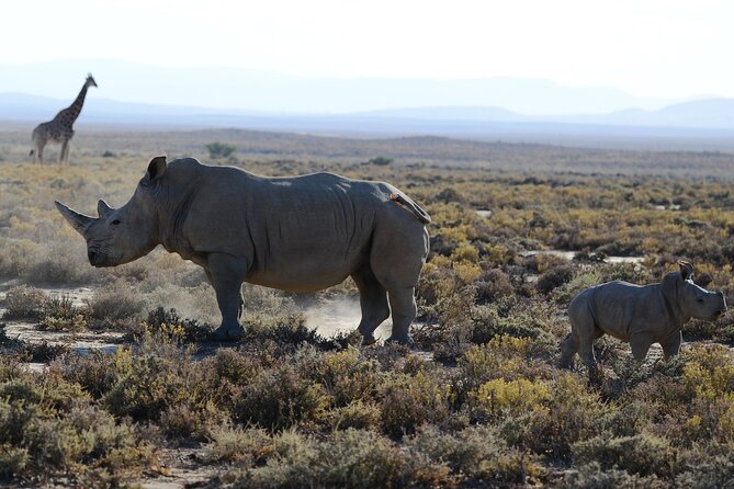 Arusha: 5 days Safari Trip Tarangire, Lake Manyara and Ngorongoro - Guides, safety, and the private format