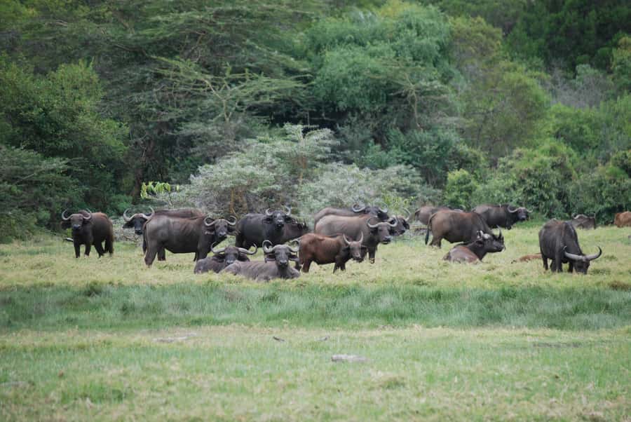 Arusha: Arusha National Park Day Trip w/ Game Drives & Lunch - Key points before you book