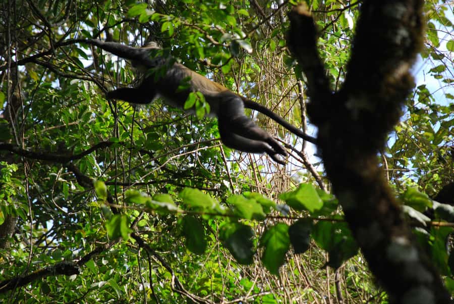 Arusha: Arusha National Park Day Trip w/ Game Drives & Lunch - Momela Lakes: color, birds, and open views