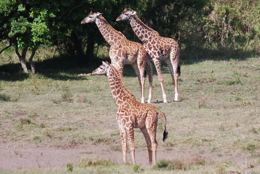 Arusha: Arusha National Park Day Trip w/ Game Drives & Lunch - Ngurdoto Crater and the second game drive