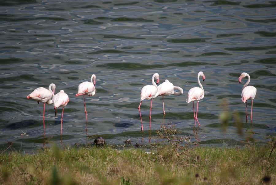 Arusha: Arusha National Park Day Trip w/ Game Drives & Lunch - Lunch at Momela Wildlife Lodge